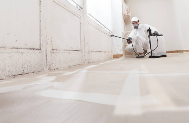 Black mold remediation team in Munson